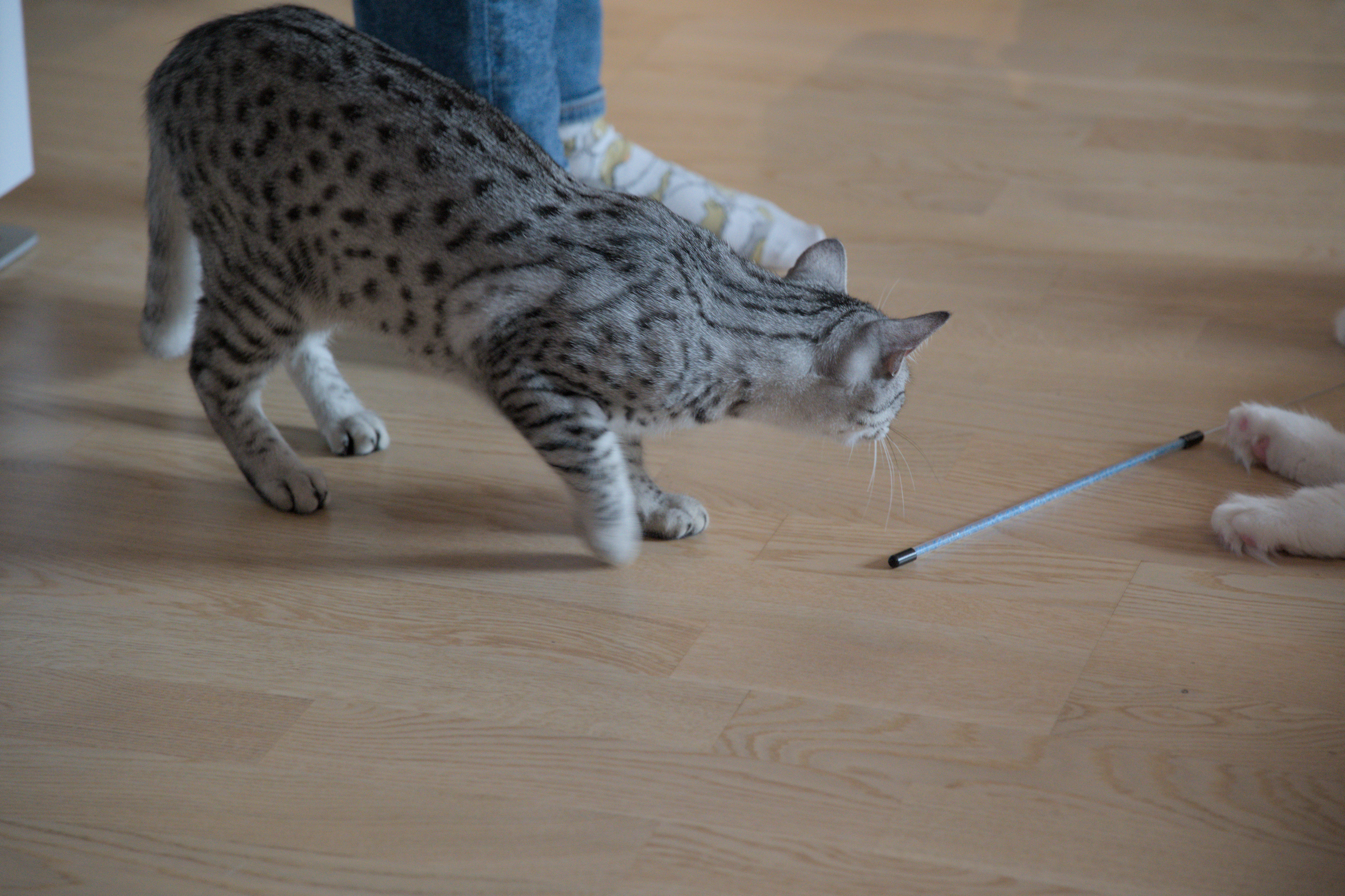 2025/10/12 - cats/DSC_0095.jpg